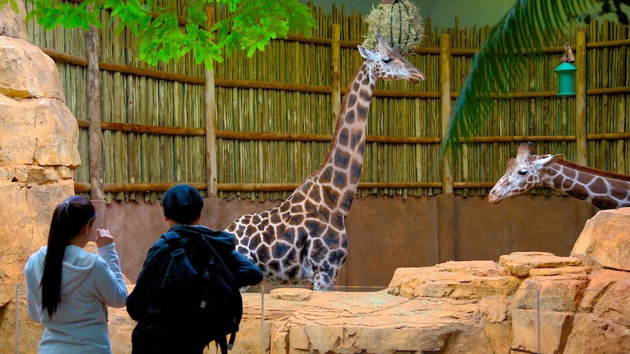 Visitors observing giraffes at Lincoln Park Zoo in Chicago.