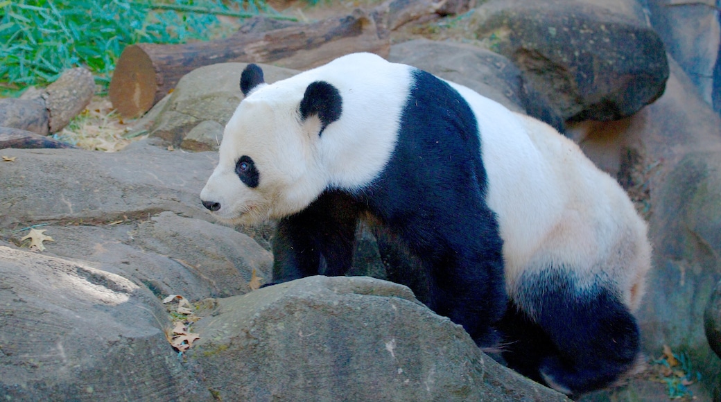 Zoo Atlanta mostrando animais de zoológico