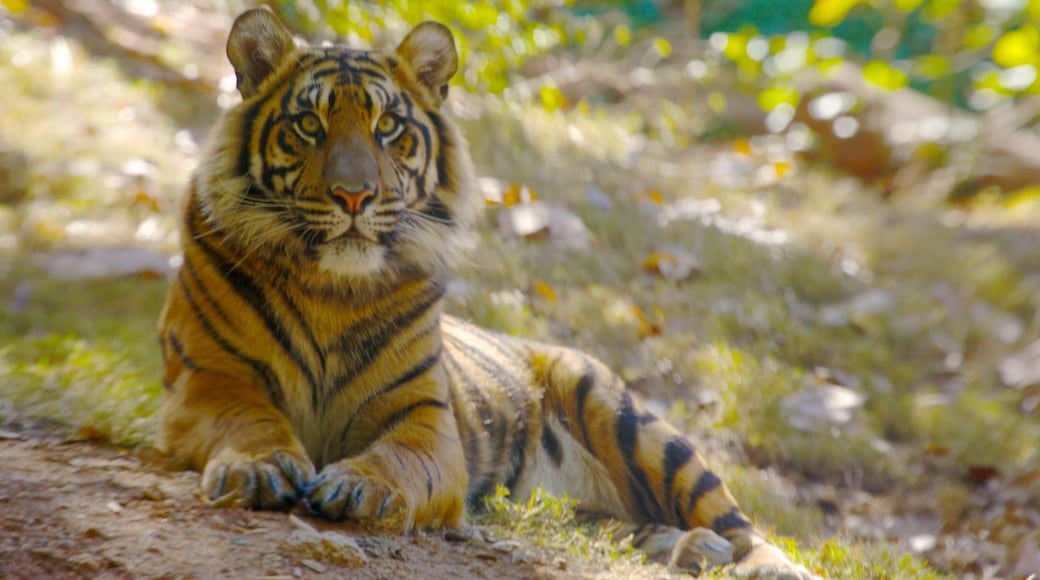 Zoo Atlanta mostrando animais de zoológico e animais perigosos