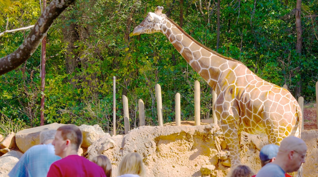 Zoológico de Atlanta que incluye animales del zoológico