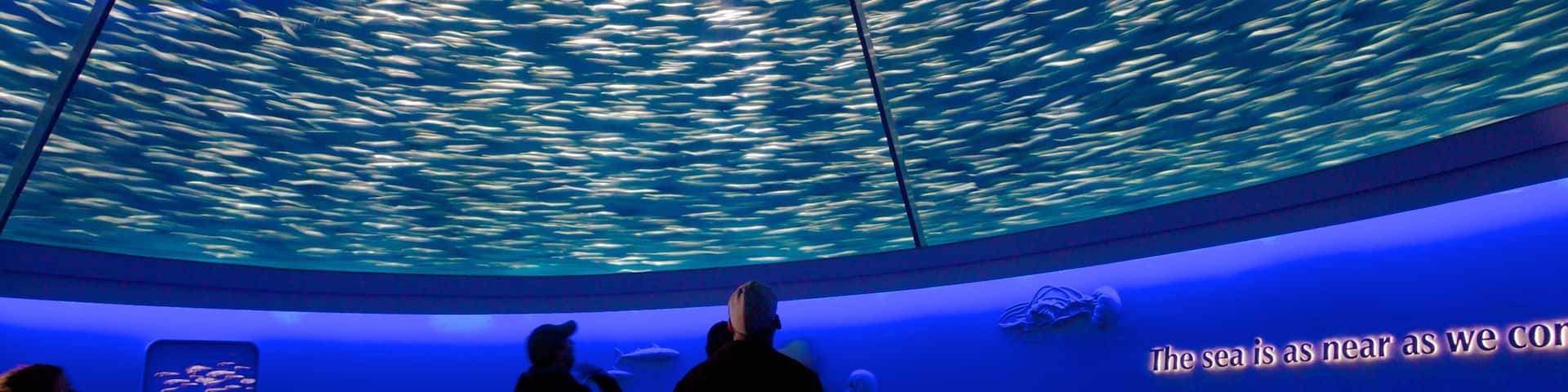 Monterey Bay Aquarium showing marine life and interior views