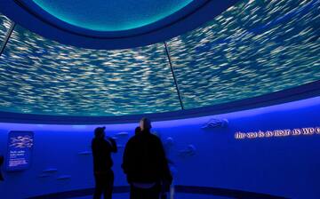 Visit Monterey Bay Aquarium in Monterey | Expedia