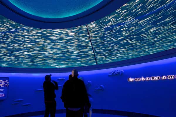 Monterey Bay Aquarium montrant vie marine et vues intérieures