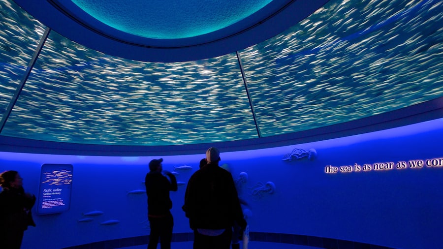 Monterey Bay Aquarium que incluye vista interna y vida marina