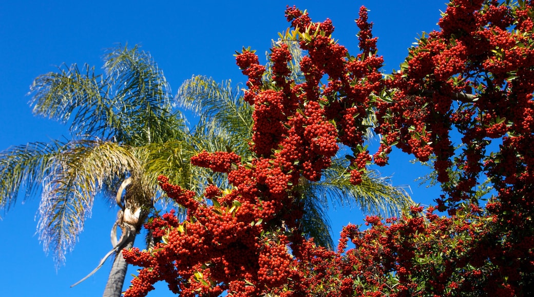 Kelley Park which includes tropical scenes, a garden and landscape views