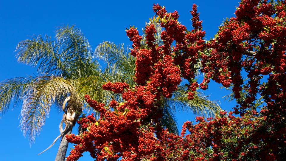 Kelley Park which includes tropical scenes, a garden and landscape views