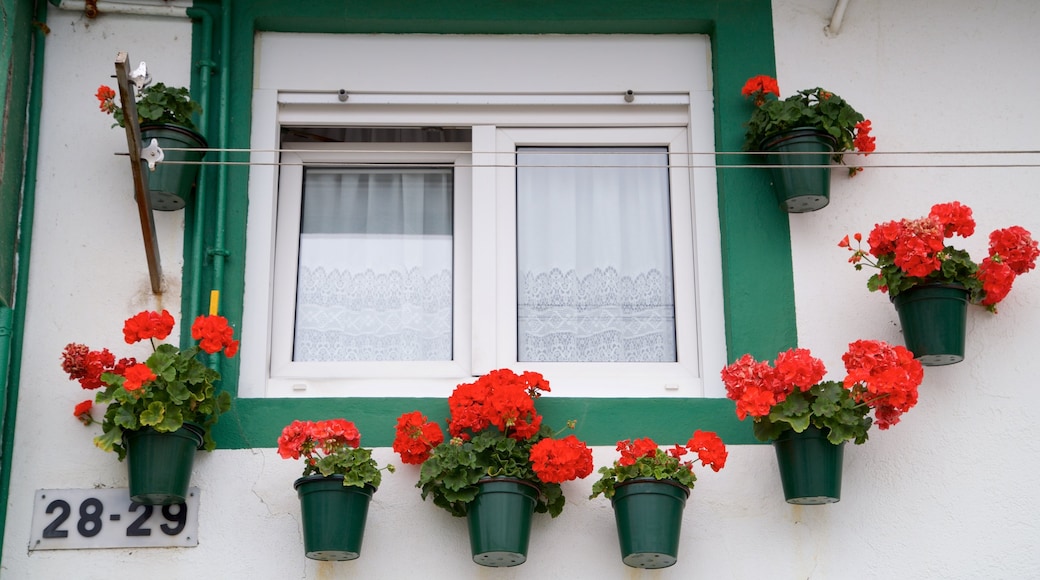 San Sebastian featuring flowers