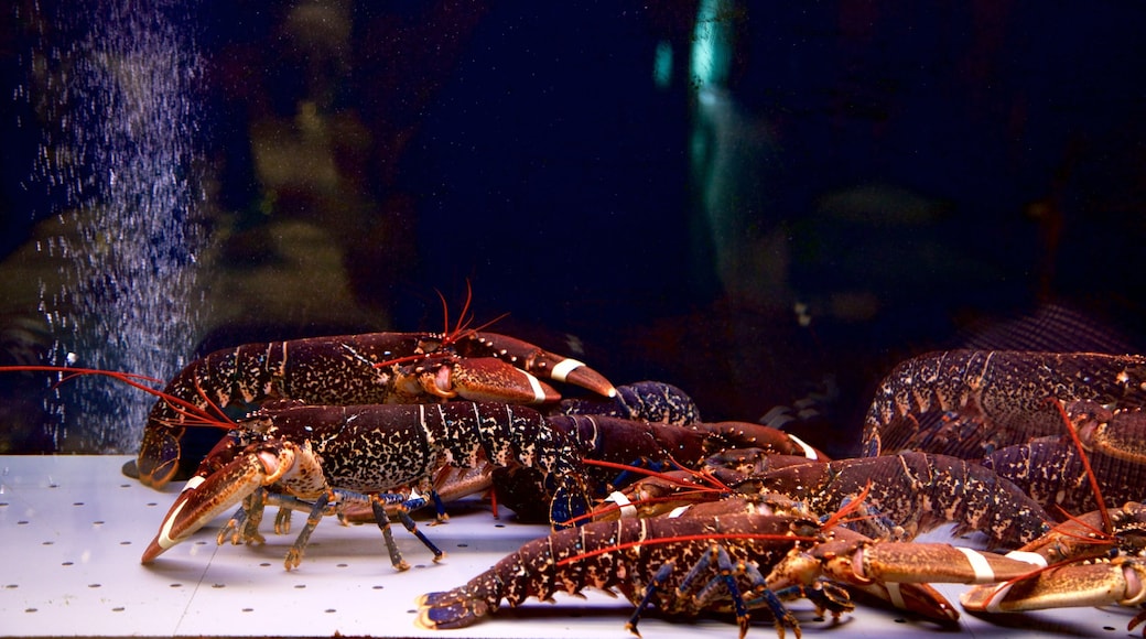 San Sebastian featuring marine life