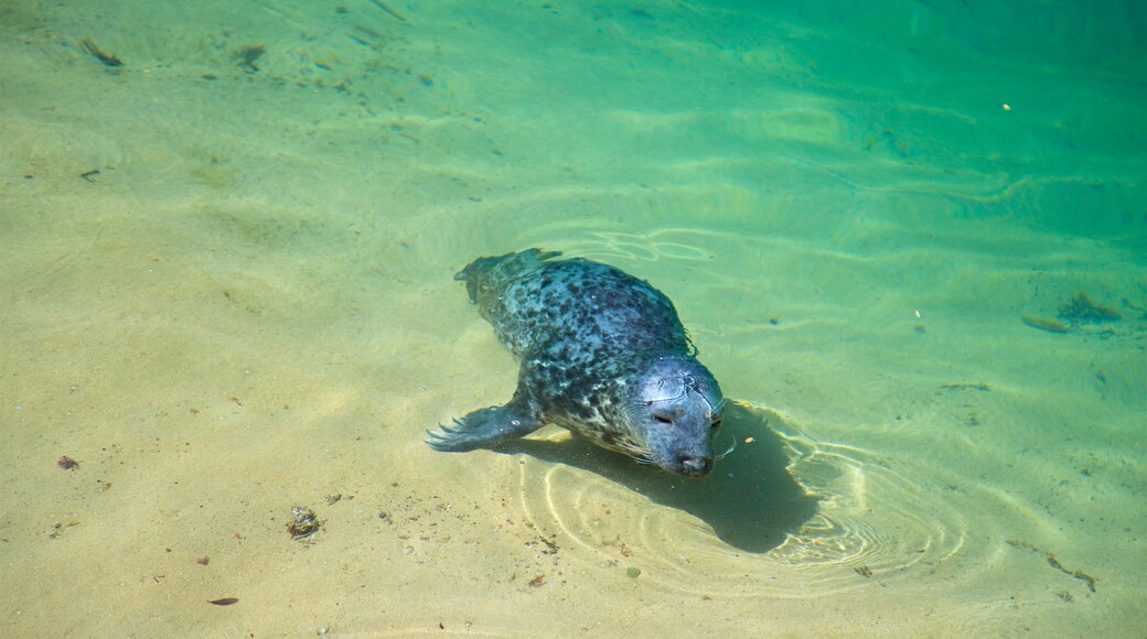 Magdalena Peninsula which includes general coastal views, a beach and marine life
