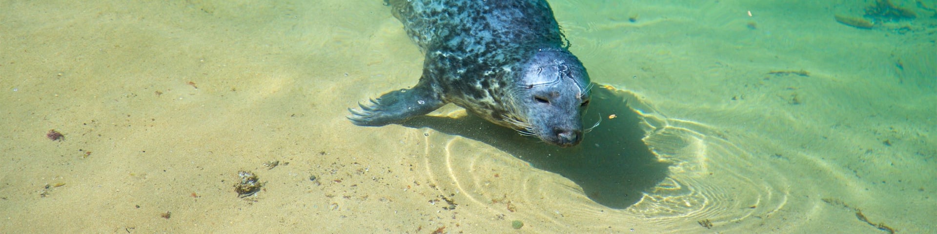 Magdalena Peninsula featuring a sandy beach, general coastal views and marine life