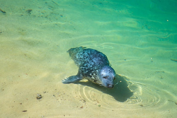 Magdalena Peninsula featuring a sandy beach, general coastal views and marine life