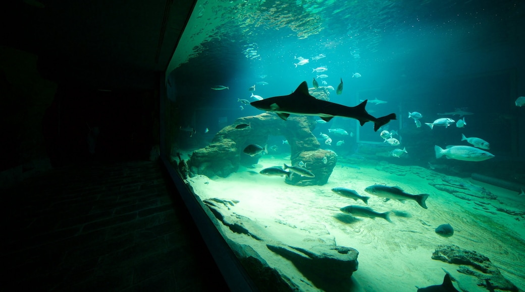 Cantabria Maritime Museum featuring interior views and marine life