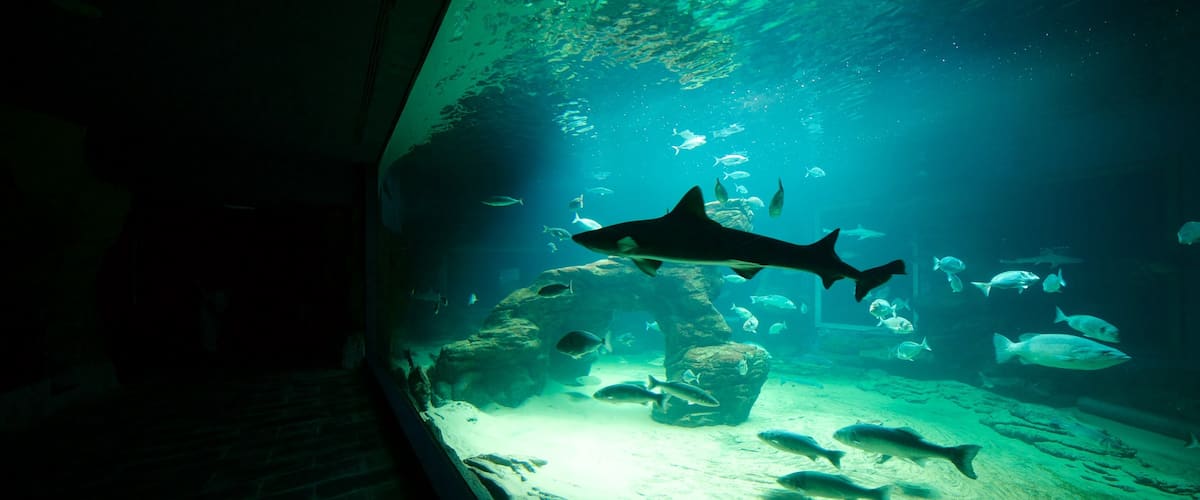 Museo marítimo de Cantabria ofreciendo vistas de interior y vida marina