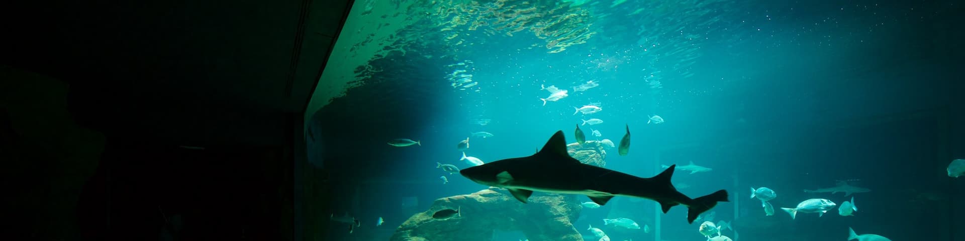 Cantabria Maritime Museum which includes interior views and marine life