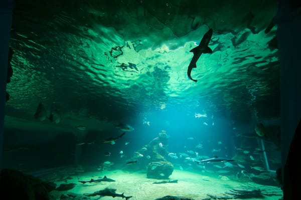 Musée maritime de Cantabrie montrant vues intérieures et vie marine