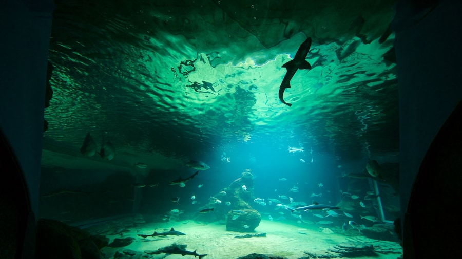 Cantabria Maritime Museum featuring marine life and interior views
