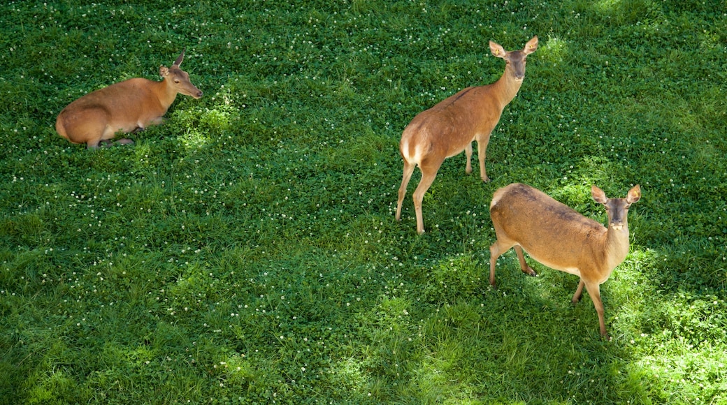 Parque de la Taconera mostrando animali da zoo e animali di terra