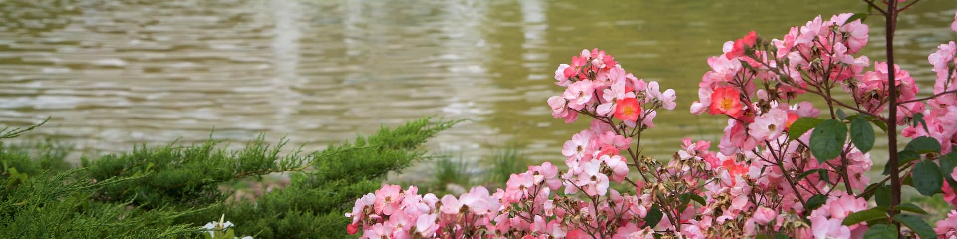 Parc de Yamaguchi qui includes lac ou étang, fleurs sauvages et fontaine