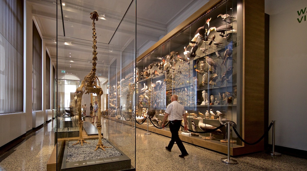 Hessisches Landesmuseum inclusief interieur en ook een man