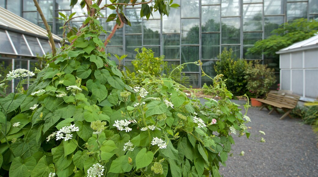 Botanischer Garten montrant jardin, vues intérieures et fleurs sauvages