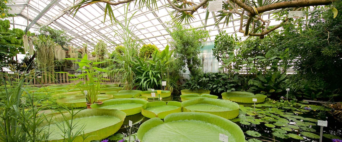Botanischer Garten bevat een park, een vijver en interieur