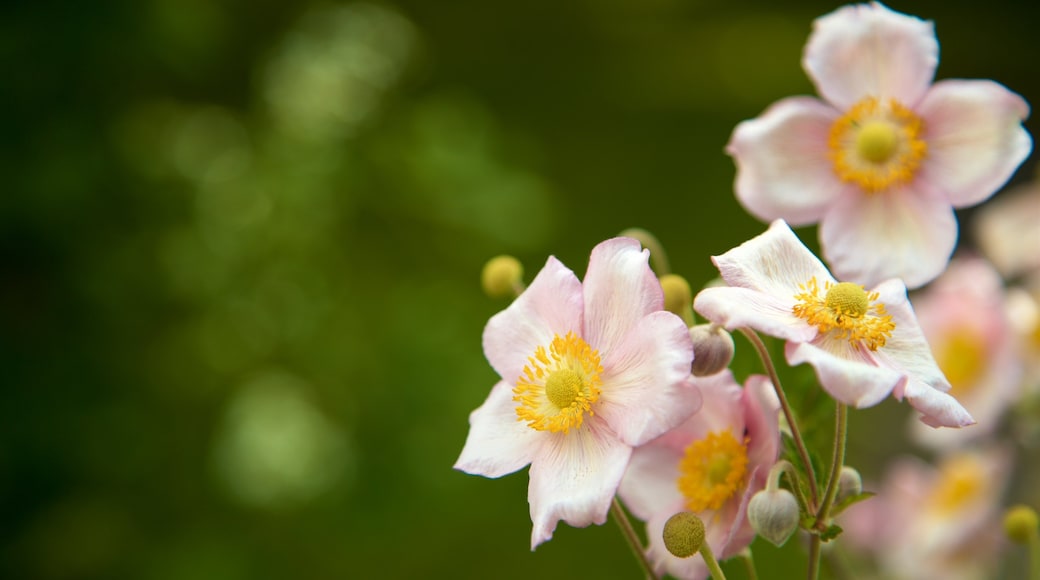 Botanischer Garten showing flowers