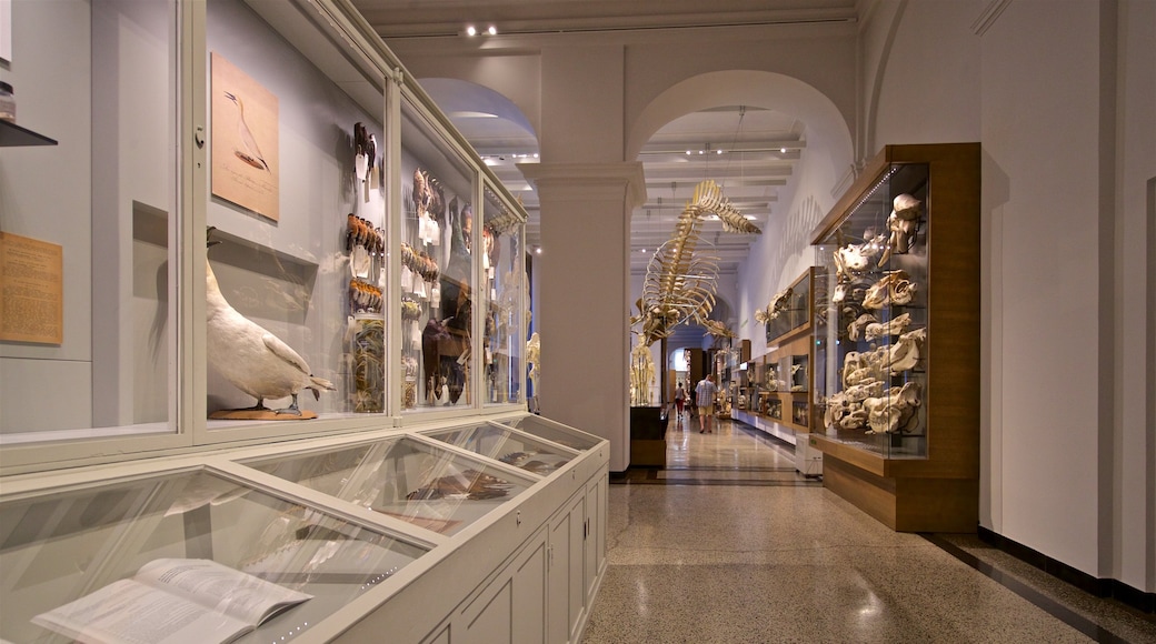 Hessisches Landesmuseum que inclui vistas internas e elementos de patrimĂŽnio