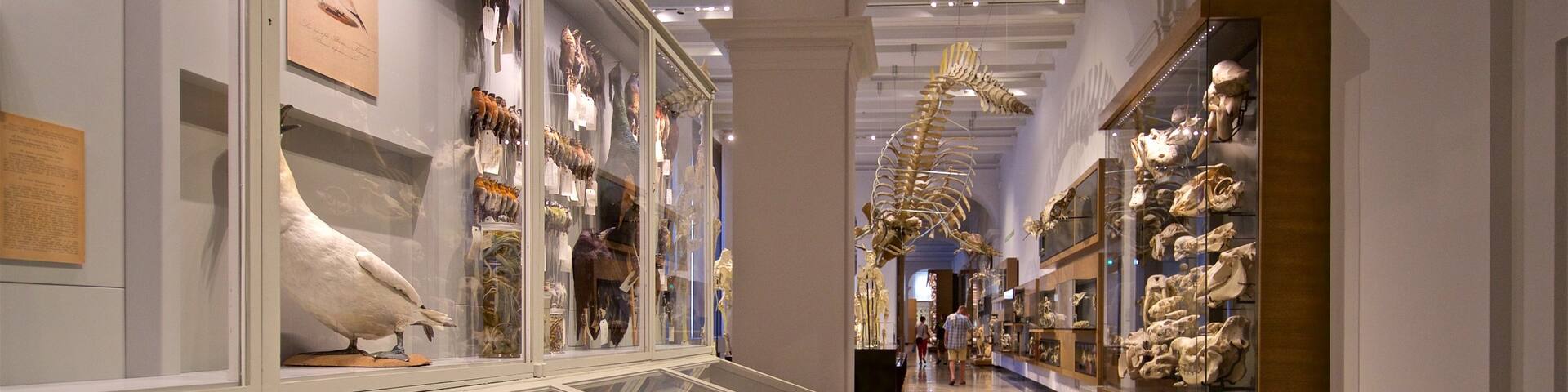 Hessisches Landesmuseum showing interior views and heritage elements