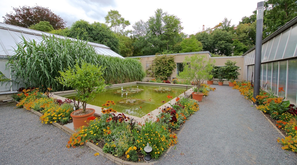 Botanischer Garten showing a pond, a garden and flowers