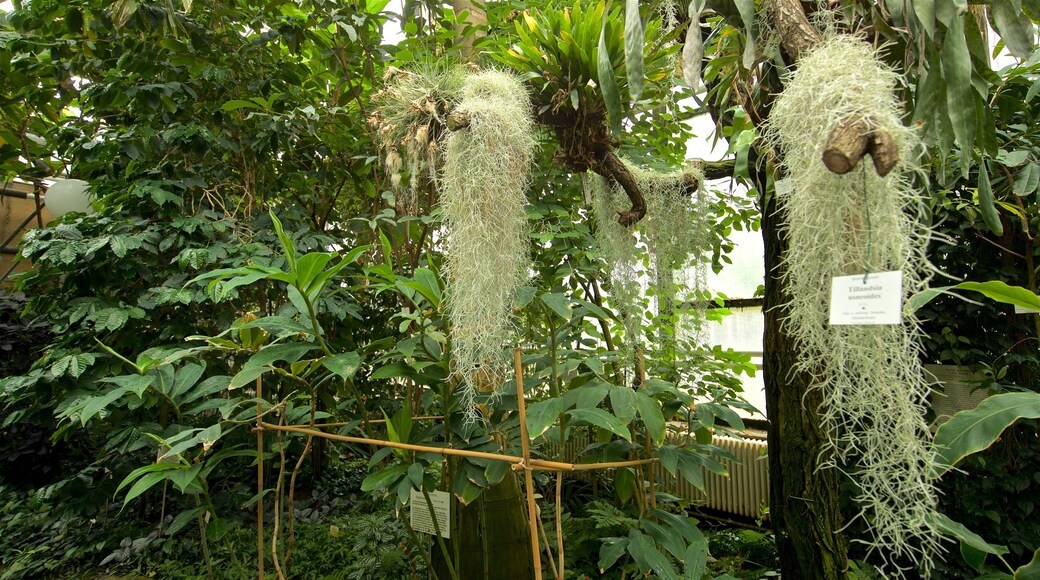 Botanischer Garten mettant en vedette jardin et vues intérieures