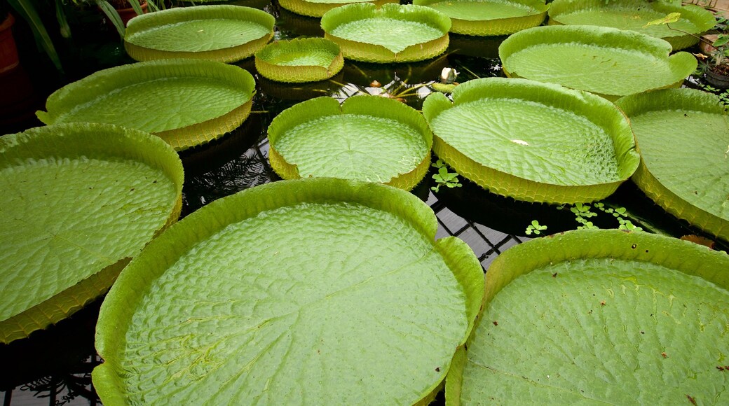 Botanischer Garten toont een vijver