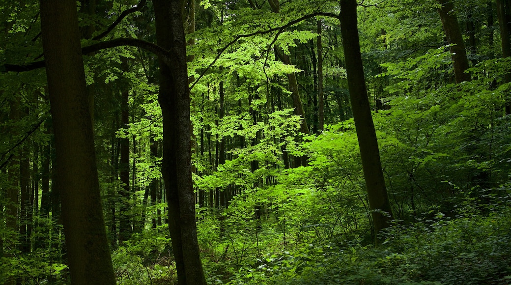 Bergpark Wilhelmshoehe which includes forests