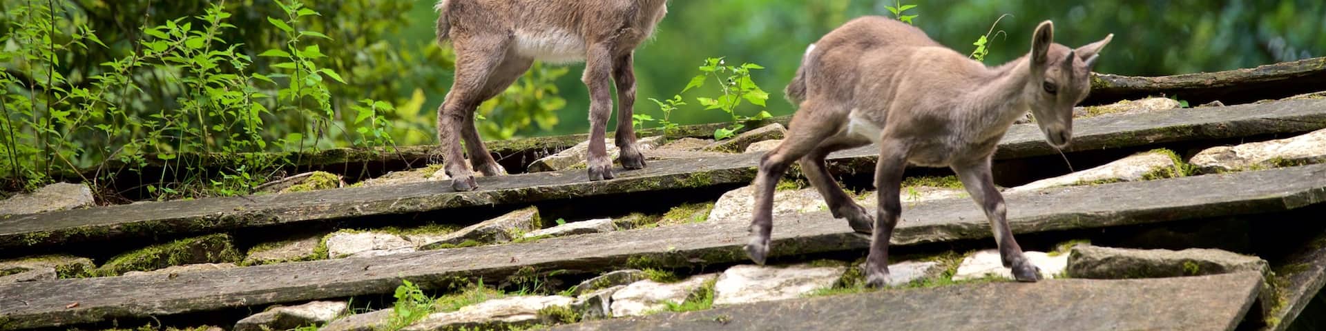 Heimat-Tierpark Olderdissen mit einem Waldmotive und niedliche oder freundliche Tiere