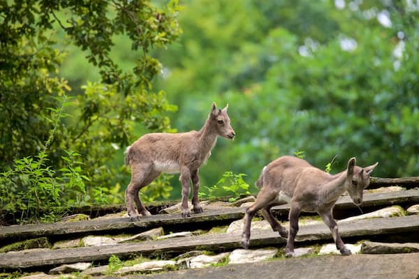 Parc animalier Olderdissen montrant animaux domestiques ou inoffensifs et forĂȘts