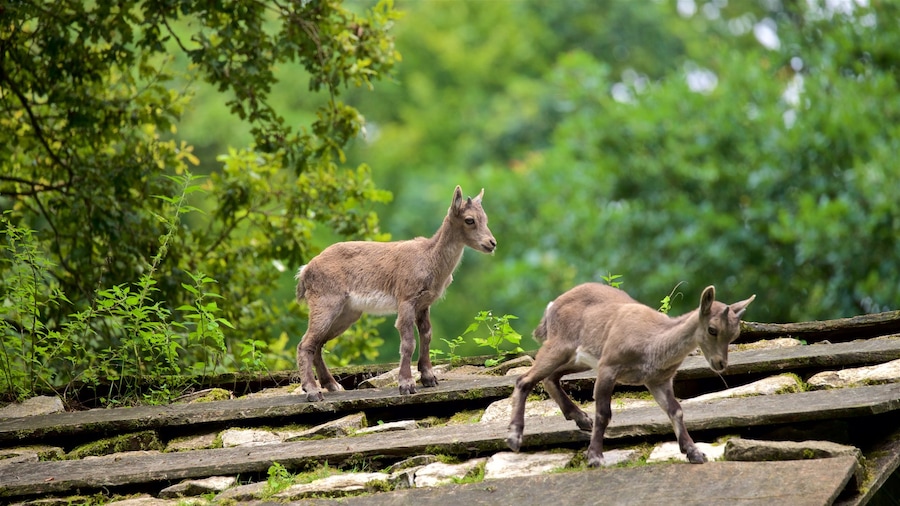Parque de Animais de Olderdissen que inclui cenas de floresta e animais fofos ou amigáveis