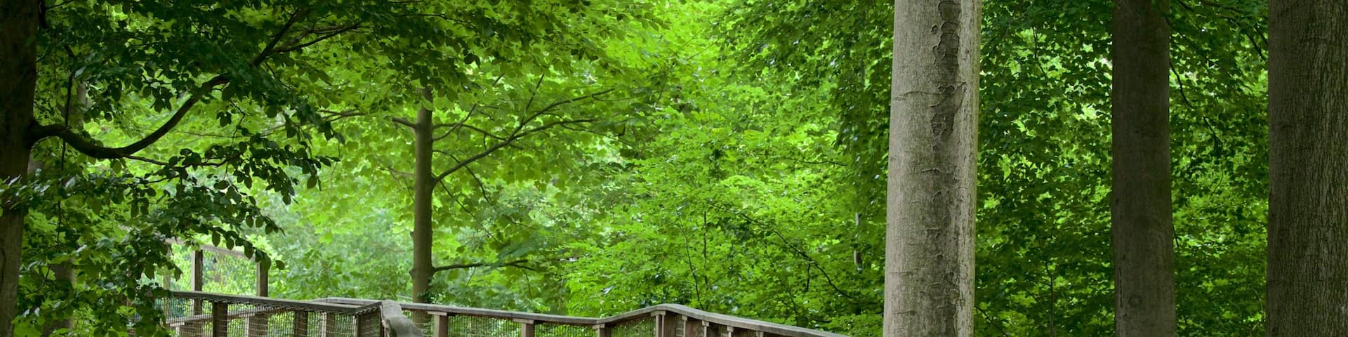 Olderdissen Animal Park which includes forest scenes and a bridge