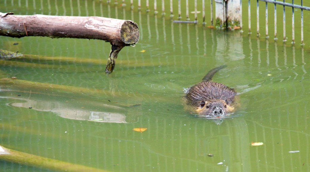 Parc animalier Olderdissen montrant animaux de zoo et animaux domestiques ou inoffensifs