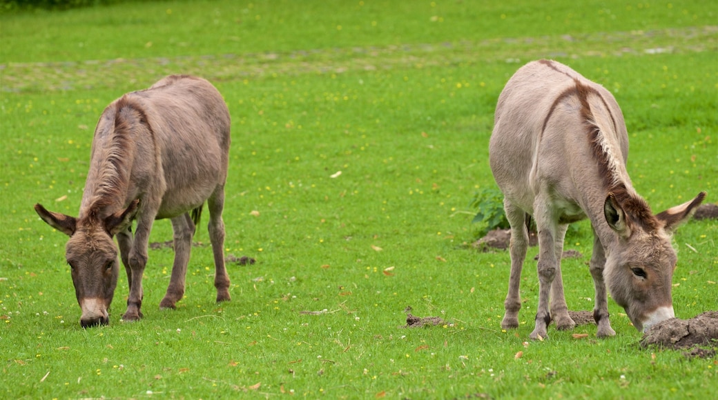 Heimat-Tierpark Olderdissen mit einem Landtiere und Zootiere