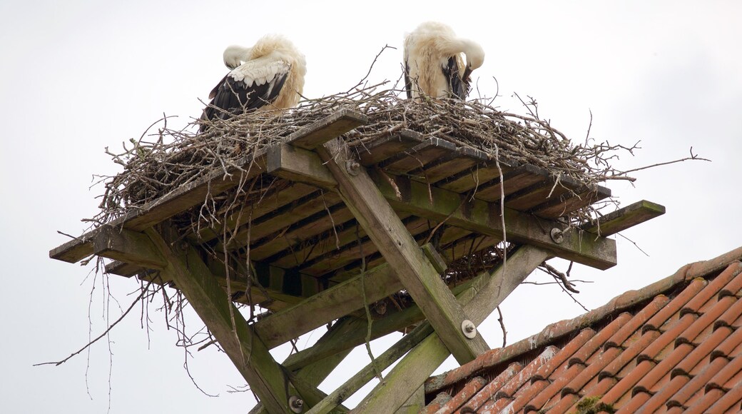 Olderdissen Animal Park which includes bird life