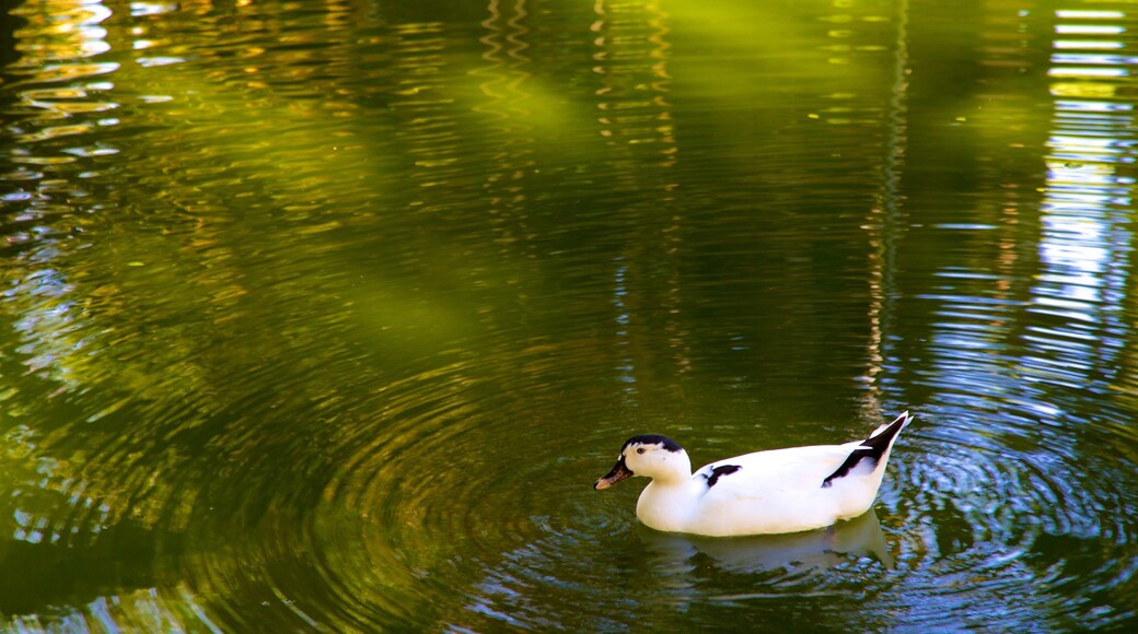 Parque Municipal Américo Renné Giannetti caracterizando um lago e vida das aves