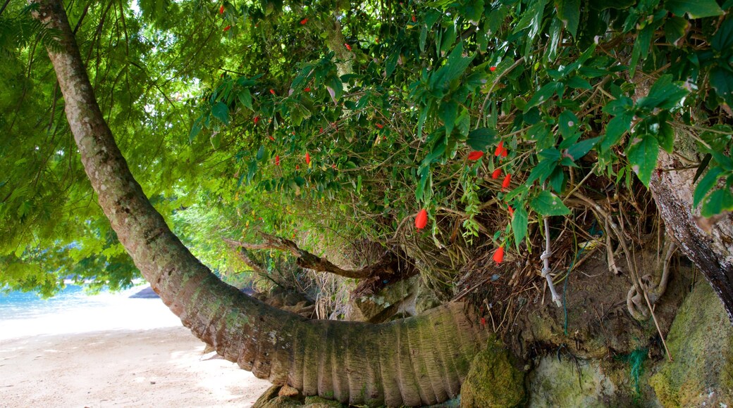 Strand von Japariz mit einem Strand, Wildblumen und tropische Szenerien