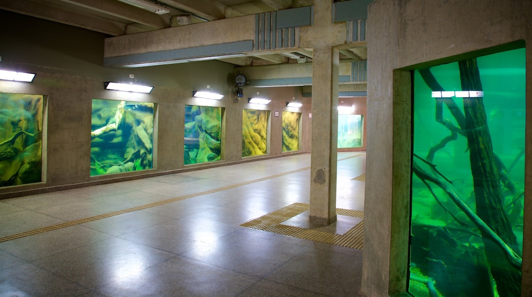 Stadtaquarium mit einem Meeresbewohner und Innenansichten