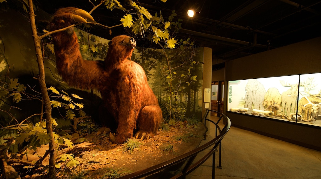 Iowa Museum of Natural History featuring interior views