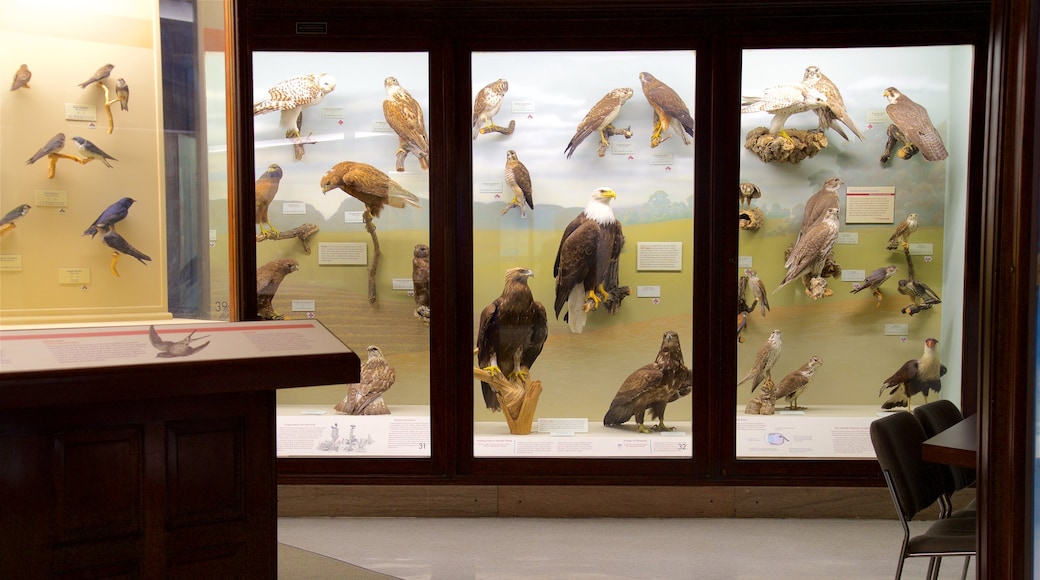 Iowa Museum of Natural History showing interior views