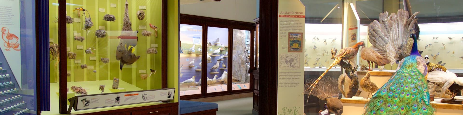 アイオワ自然史博物館 どの含み 屋内の眺め