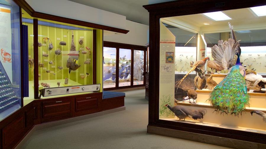Iowa Museum of Natural History featuring interior views