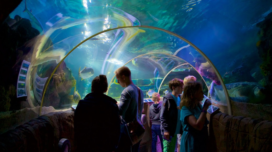 SEA LIFE Timmendorfer Strand mit einem Meeresbewohner und Innenansichten sowie kleine Menschengruppe