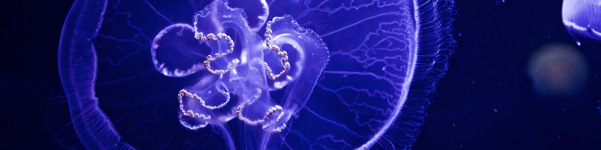 Ozeaneum featuring marine life