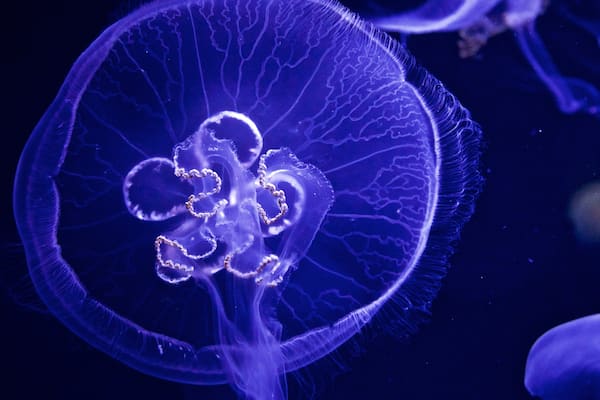 Ozeaneum welches beinhaltet Meeresbewohner