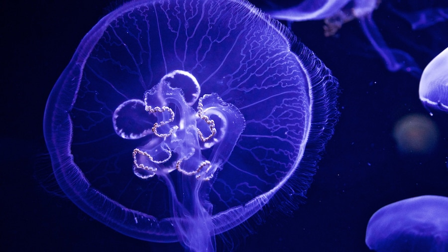 Ozeaneum which includes marine life